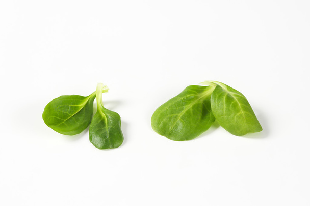 feuilles de salade de maïs frais
 - Photo, image