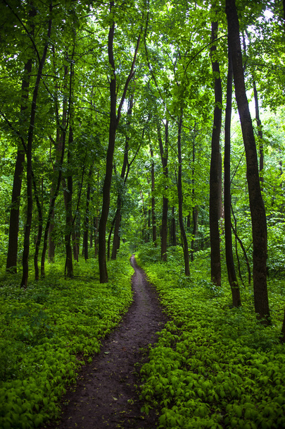 Az utat a zöld nyári erdőben. - Fotó, kép