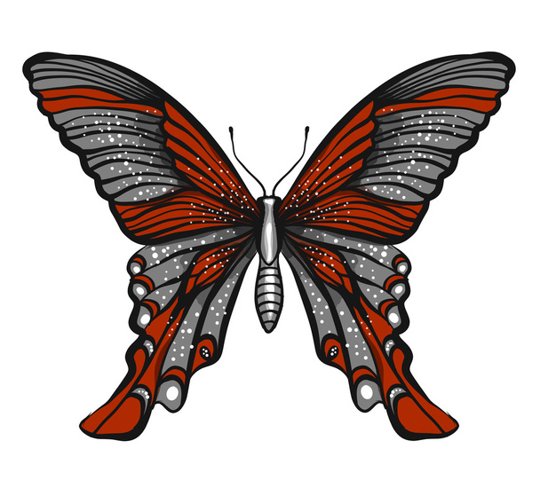 butterfly illustration isolated on white  - Διάνυσμα, εικόνα