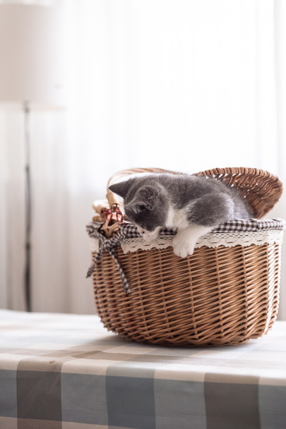 British Shorthair, kitten, shot indoors - Zdjęcie, obraz