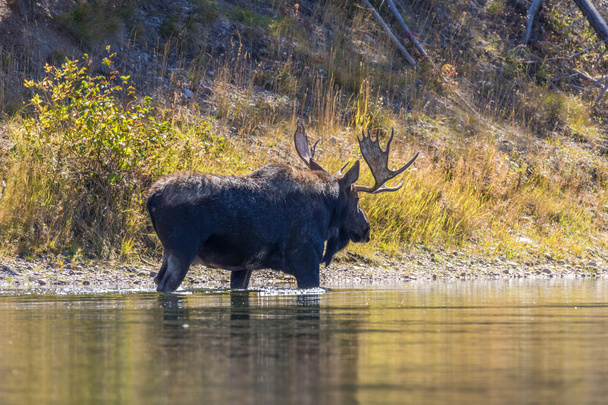 Bull Shiras Moose in rivier - Foto, afbeelding