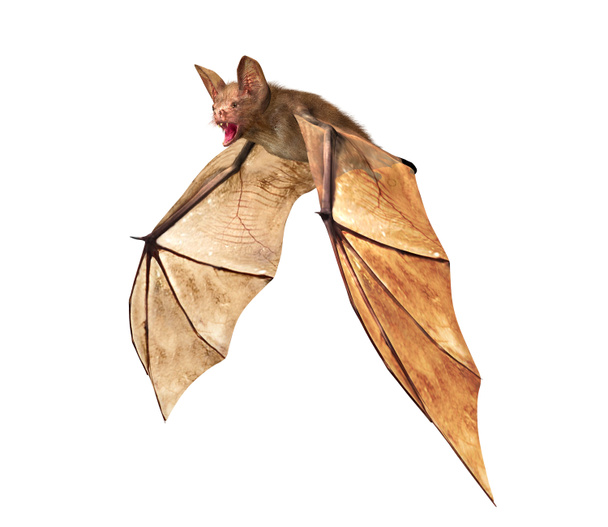 Vampiro voador morcego isolado no fundo branco
 - Foto, Imagem