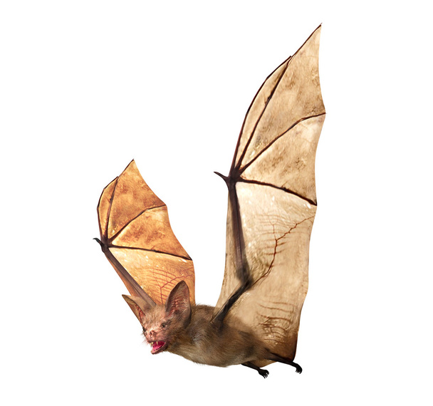 Vampiro volante pipistrello isolato su sfondo bianco
 - Foto, immagini