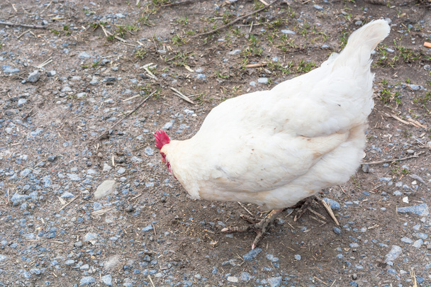 Бесплатный бег курицы на ферме
        - Фото, изображение