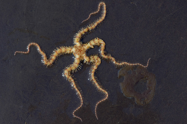 Brittle Star (Ophiuroidea) - Photo, Image