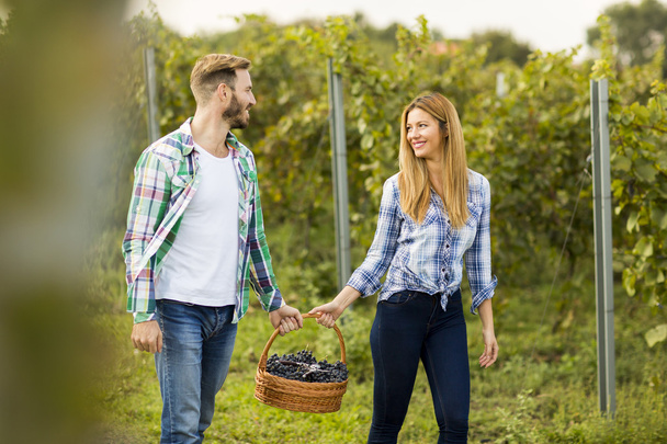 Couple harvesting grapes in vineyard - Photo, Image