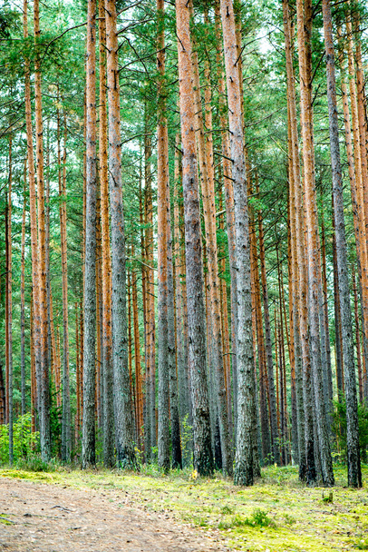 nebliger Morgen im Wald. Wald mit Baumstämmen - Foto, Bild