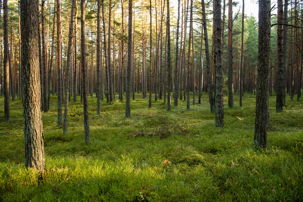 Matin brumeux dans les bois. forêt avec troncs d'arbres
 - Photo, image