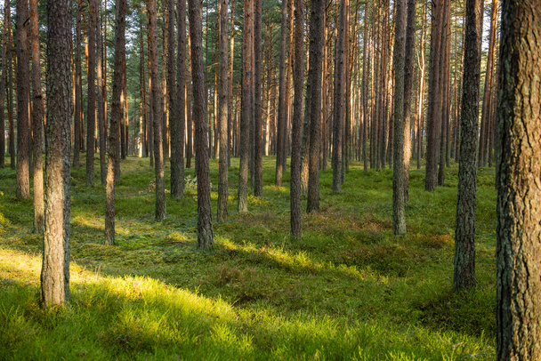 Puslu sabah ormanda. Orman ağaç gövdeleri ile - Fotoğraf, Görsel