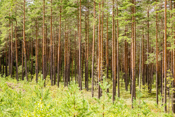 Mattinata nebbiosa nel bosco. foresta con tronchi d'albero
 - Foto, immagini