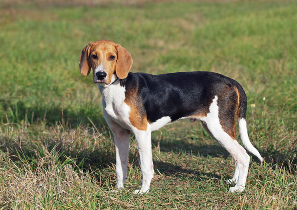Портрет щенка эстонской собаки
 - Фото, изображение