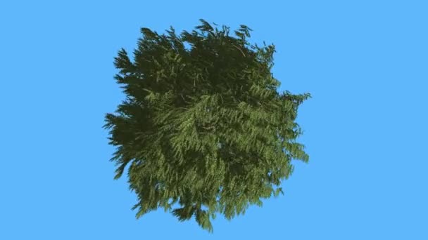 Nyugati vörös cédrus korona tetején le tűlevelű örökzöld fa Swaying: a szél Scale-Like hagy a fa jegenyefenyő, szeles nap animáció - Felvétel, videó