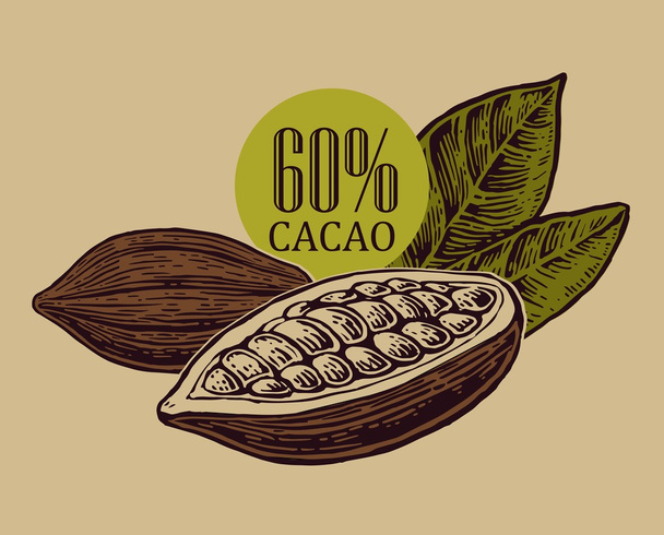 Leaves and fruits of cocoa beans. - Вектор,изображение