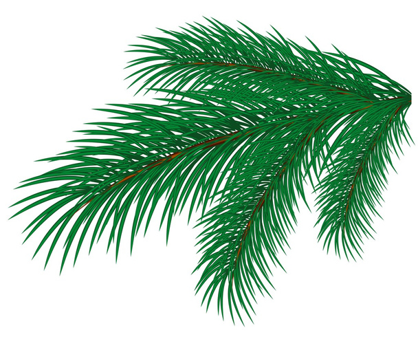 Branch forest green pine.  - Vector, Image