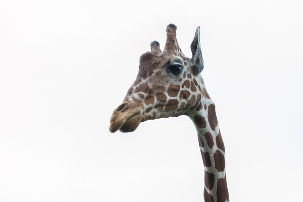 Žirafa síťovaná - Afrika - Fotografie, Obrázek