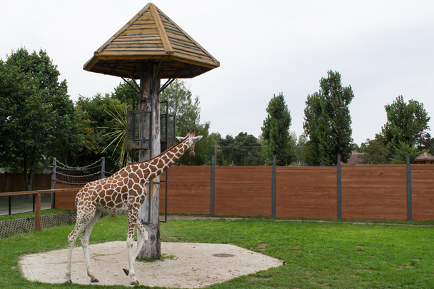 Girafa reticulada - África
 - Foto, Imagem