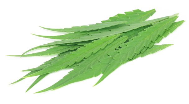 Cannabis sativa ou folhas de maconha medicinal
 - Foto, Imagem