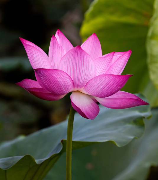 Beautiful lotus flowers in Vietnam - Photo, image