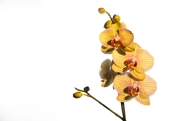 Orkide ve romantizm üzerine beyaz - Fotoğraf, Görsel