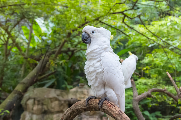 beyaz kakadu, Kükürt tepeli kakadu (Cacatua galerita), sta - Fotoğraf, Görsel