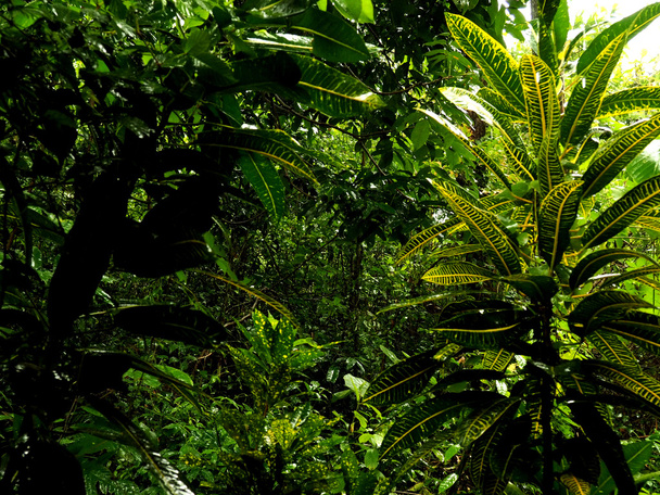 Tropical jungle plants, leaves - Фото, зображення