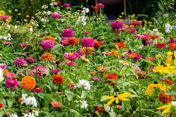Bahçedeki çiçekler - Fotoğraf, Görsel