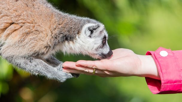 Lemur insan eli - seçici odak ile - Fotoğraf, Görsel