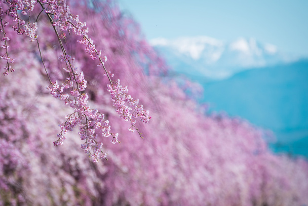 Flor de cereja de primavera, Japão
 - Foto, Imagem