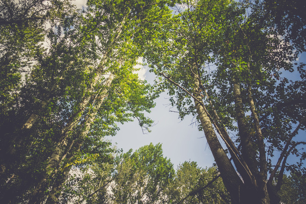 Verdes árboles de verano
 - Foto, imagen