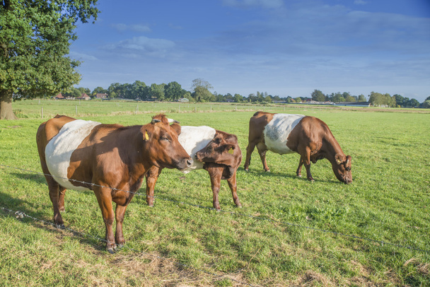 Vaca y ternera con cinturón de lakenvelder
 - Foto, imagen