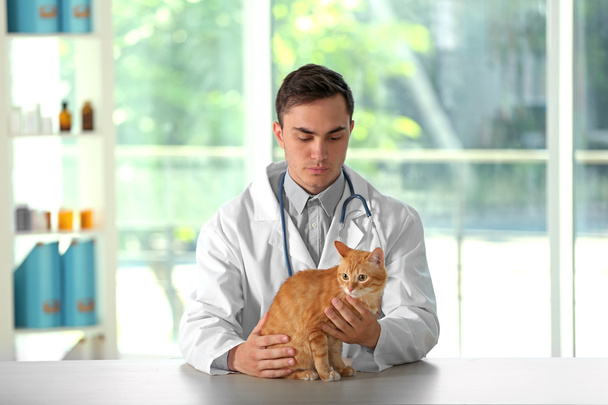 Veterinarian doctor with cat at vet clinic - Foto, Imagen