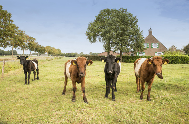 Lakenvelder корови і теля - Фото, зображення