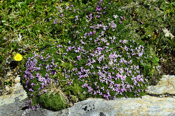 Austria, Tyrol, Botany - Photo, Image