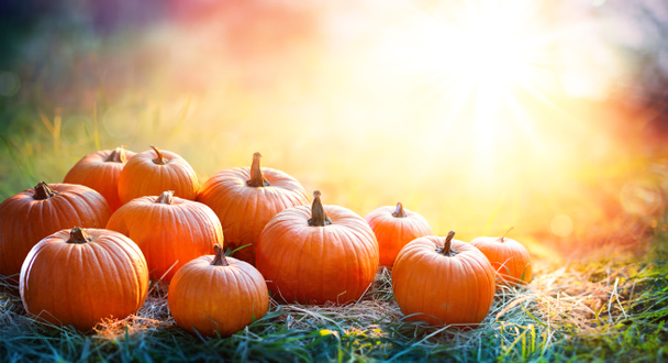 Pumpkins In The Field At Sunset - Thanksgiving And Fall Background - Photo, Image