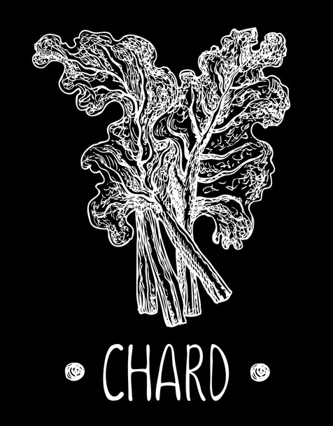 Chard on chalkboard. Vector hand drawn graphic illustration. Sketchy style. - Vector, Imagen