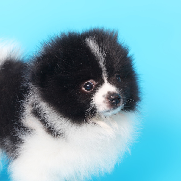 Spitz puppy closeup - Foto, Imagen