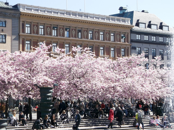 Sakura pink blossoms - Φωτογραφία, εικόνα