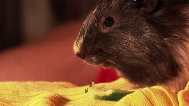 Eating guinea pig - Materiaali, video