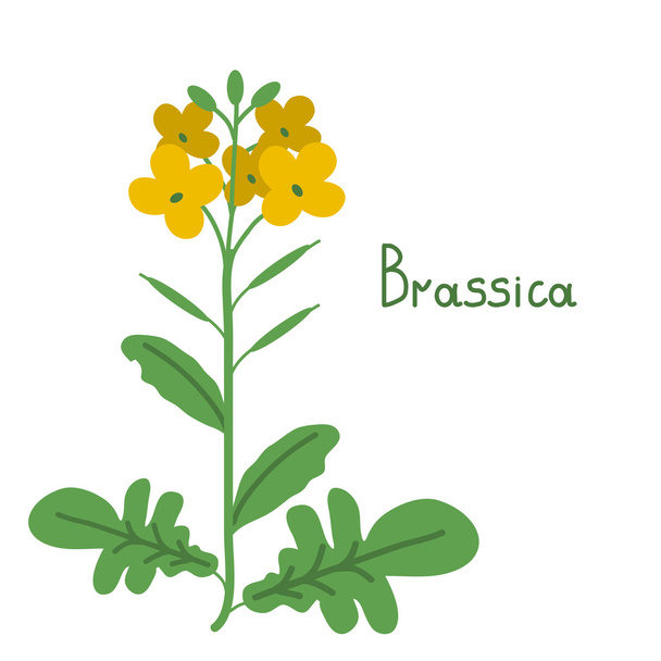 Brassica napus illusztráció - Vektor, kép