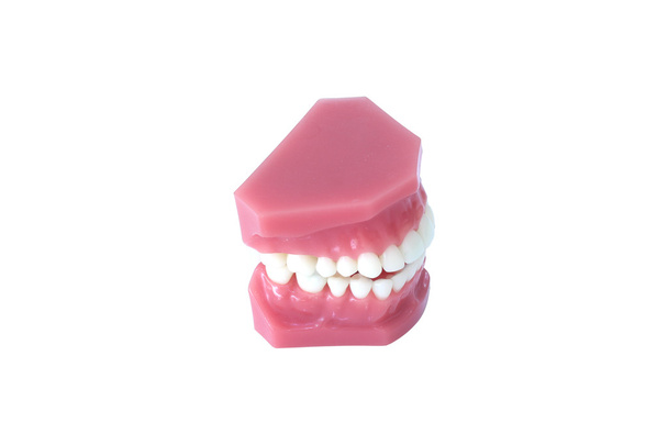 Modelo de dentadura postiza aislada sobre fondo blanco con recorrido de recorte
 - Foto, imagen