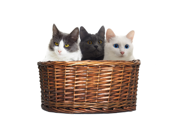 kittens looks in the basket - Φωτογραφία, εικόνα