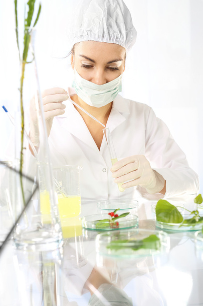 Biotechnology. Genetic engineering in plant breeding. - Foto, Imagem