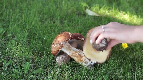Свіжі білих грибів гриби
 - Кадри, відео