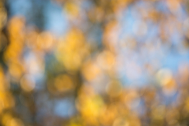 fall forest blurred background  - Fotoğraf, Görsel