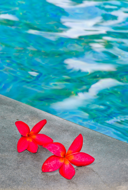 pembe frangipani çiçekler - Fotoğraf, Görsel
