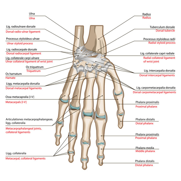 Os et ligaments de la face arrière de la main
 - Vecteur, image