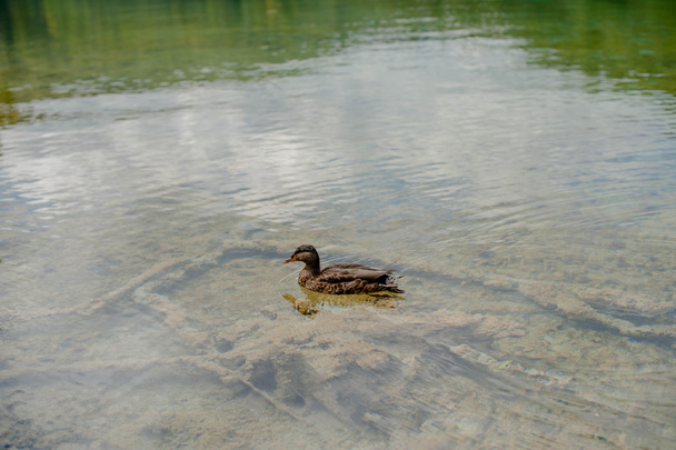 Duck is swimming in a lake - Фото, изображение