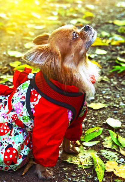 Chihuahua hond in femile buiten jurk - Foto, afbeelding