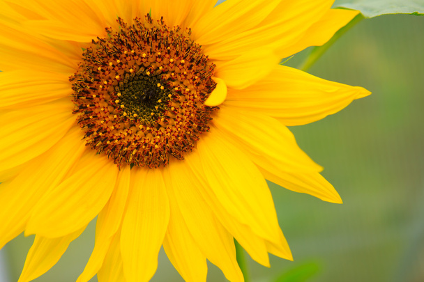 Detail makro záběr slunečnice. - Fotografie, Obrázek