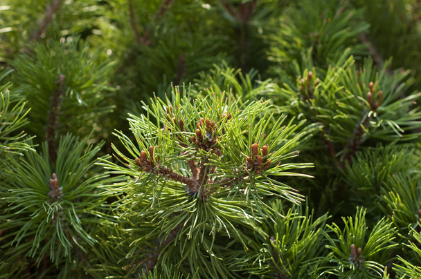 hoogste takken van een pine  - Foto, afbeelding